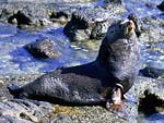 Foca de Pelaje Guadalupe,  Jon Rebman, SDNHM