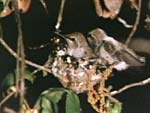 Baby hummingbirds in nest in oak tree, from Ocean Oasis