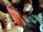 Cirrhitichthys oxycephalus (coral hawkfish)