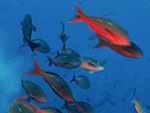 Paranthias colonus (Pacific creolefish) from Ocean Oasis