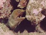 Gymnothorax castaneus (moray eel, panamic green moray)from Ocean Oasis