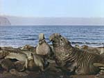 Photo of male elephant seals on Guadalupe Island, from Ocean Oasis