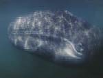 Gray Whale underwater, from Ocean Oasis