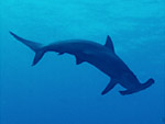  Sphyrna lewini (Hammerhead shark) from Ocean Oasis