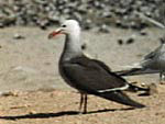 Heermann's Gull, from Ocean Oasis