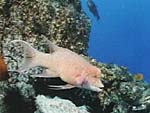 male Bodianus diplotaenia (Mexican hogfish) from Ocean Oasis