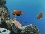 Holacanthus clarionensis (Clarion angelfish) from Ocean Oasis
