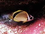 Johnrandallia nigrirostris (barberfish) from Ocean Oasis