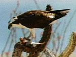 Águila pescadora