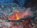 female Bodianus diplotaenia (Mexican hogfish) from Ocean Oasis