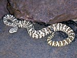 Speckled Rattlesnake, Brad Hollingsworth, SDNHM