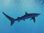 Carcharhinus sp.(requiem shark) from Ocean Oasis