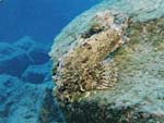 Scorpaena mystes (Stone scorpionfish) from Ocean Oasis
