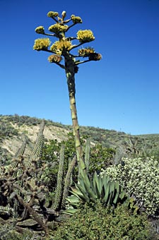 Agave shawii, fotografía de Reid Moran