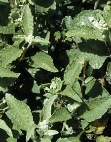 Ambrosia chenopodifolia, photo by Reid Moran