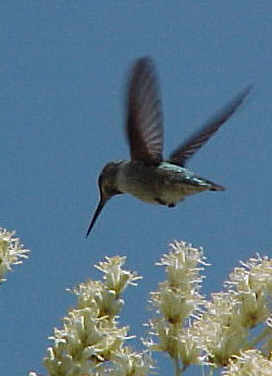 Foto de Colibrí de Anna con Fouqueria columnaris -- Bob Lauri