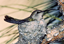 Anna's Hummingbird on nest, photo by Kenneth Fink, SDNHM archives