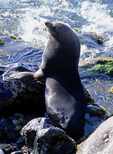 Foto de foca de pelaje adulto,  Brad Hollingsworth