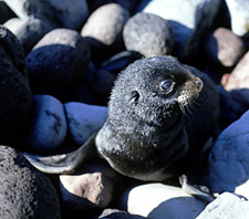 Photo of Guadalupe fur seal pup,  Brad Hollingsworth, SDNHM