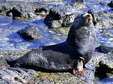 Foto de la foca de piel, Jon Rebman