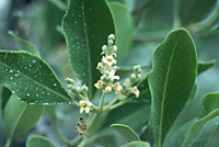 Foto de Avicennia germinans (mangle negro), Jon Rebman, SDNHM