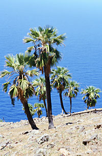 Brahea edulis (Guadalupe Palm), Jon Rebman © 2000 SDNHM