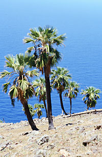 Foto de Brahea edulis (Palma de Guadalupe), Jon Rebman © 2000 SDNHM