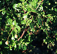 Closeup photo of Bursera hindsiana (Copal), Norman Roberts © 2000 SDNHM