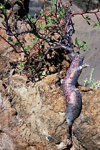 Foto de Bursera hindsiana (Copal), Norman Roberts © 2000 SDNHM