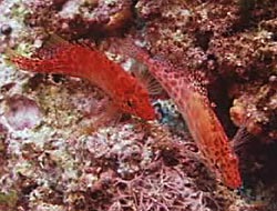 photo of two coral hawkfish, from Ocean Oasis, © 2000 CinemaCorp of the Californias