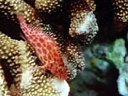 photo of coral hawkfish in typical coral habitat, from Ocean Oasis, © 2000 CinemaCorp of the Californias