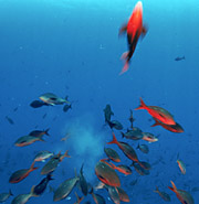 Photo of orange creolefish in Ocean Oasis, Summerhays Films,  © 2000 CinemaCorp of the Californias