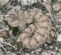 Southwestern Speckled Rattlesnake, Fotografía de Brad Hollingsworth, SDNHM