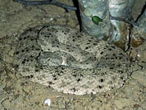 Southwestern Speckled Rattlesnake, Fotografía de Brad Hollingsworth, SDNHM