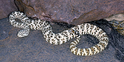 Southwestern Speckled Rattlesnake, photograph by Brad Hollingsworth, SDNHM