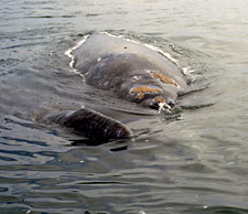 Foto de ballenas grises, Jon Rebman SDNHM