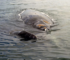 Photo of mother and calf, Jon Rebman SDNHM