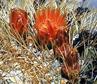 Photo of flowers of Ferocactus diguetii (Barrel Cactus), Catalina Island, by Reid Moran © 2000 SDNHM