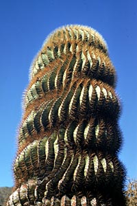 Photo of trunk of Ferocactus diguetii (Barrel Cactus), Catalina Island, by Reid Moran © 2000 SDNHM