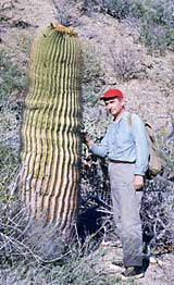 Photo of Ferocactus diguetii (Barrel Cactus), with Professor William C. Steeve in 1952, by Reid Moran © 2000 SDNHM
