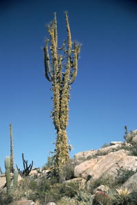 Fotografie de Fouquieria columnaris (Arborele Boojum), Reid Moran, © 2000 SDNHM