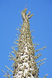 Foto de cerca del tronco de Fouquieria columnaris (Boojum Tree), Reid Moran, © 2000 SDNHM
