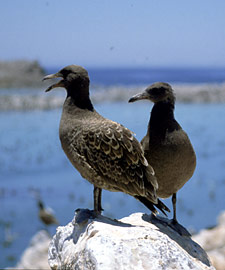 Foto de gaviota ploma -- las crías son de un color café tiznado uniforme -- Brad Hollingsworth