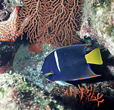 Photo of king angelfish  © Gini Kellogg