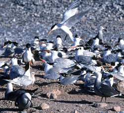 Heermann's Gulls and Elegant Terns, photo by Bob Cranston