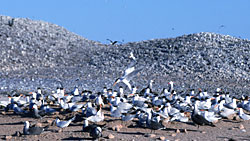 Colony of nesting Heermann's Gulls and Elegant Terns, photo by Bob Cranston