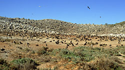 Interior of isla Rasa, photo by Brad Hollingsworth, SDNHM