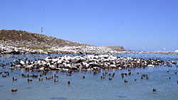 Isla Rasa, photo by Brad Hollingsworth, SDNHM