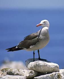 Foto de gaviota ploma, Brad Hollingsworth