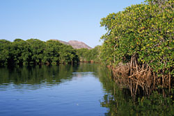 Photo of mangrove swamp on Isla San Jose, Jon Rebman, SDNHM